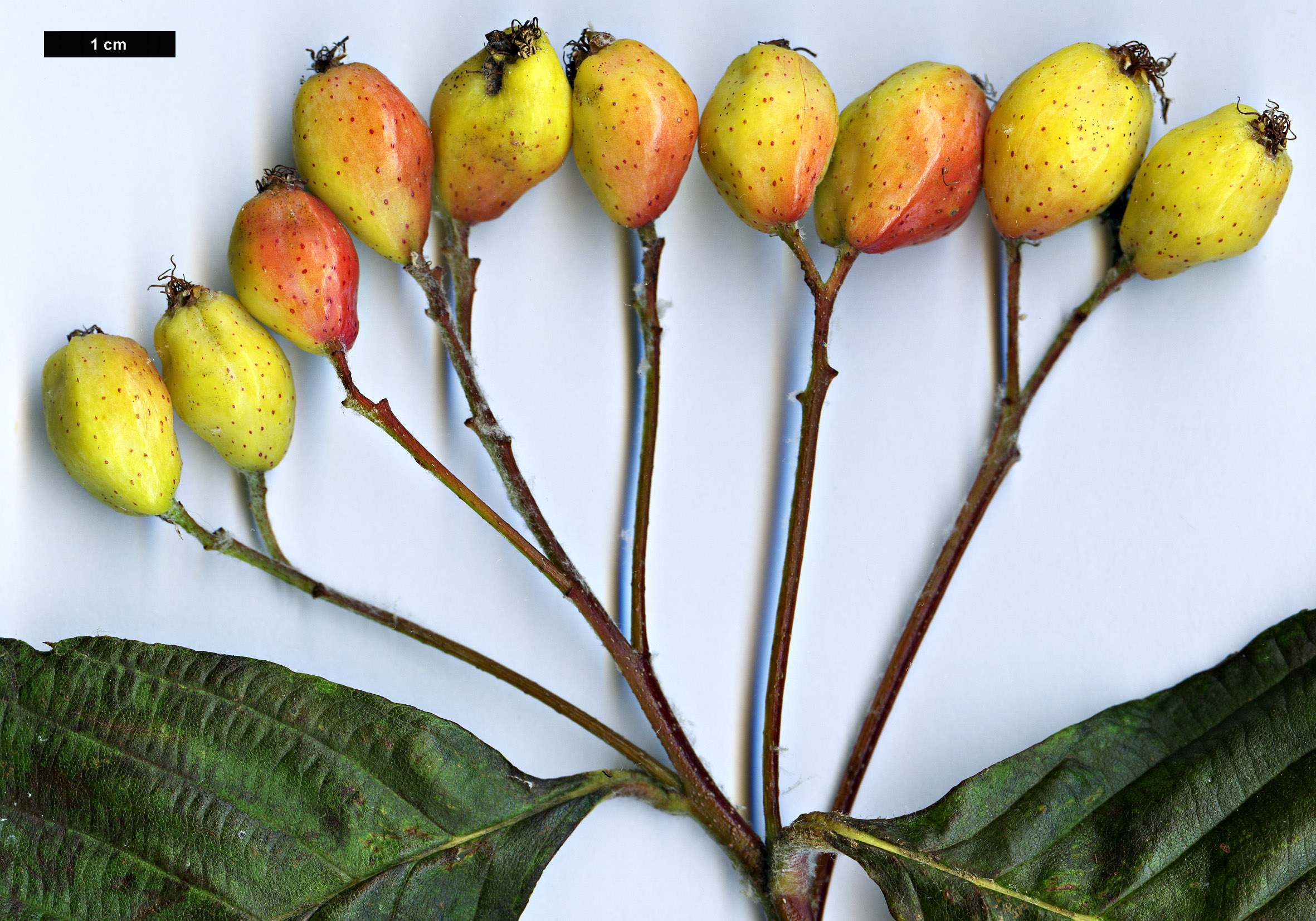 High resolution image: Family: Rosaceae - Genus: Sorbus - Taxon: heseltinei - SpeciesSub: var. glabrescens